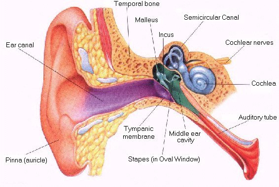 The Ear